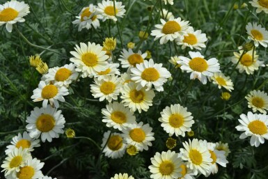 Gele kamille Anthemis hybrida 'Sauce Hollandaise' 5-10 Pot P9 Anthemis hybrida 'Sauce Hollandaise'