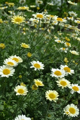 Gele kamille Anthemis hybrida 'Sauce Hollandaise' 5-10 Pot P9 Anthemis hybrida 'Sauce Hollandaise'
