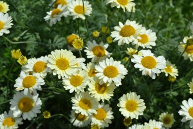 Gele kamille Anthemis hybrida 'Sauce Hollandaise' 5-10 Pot P9 Anthemis hybrida 'Sauce Hollandaise'