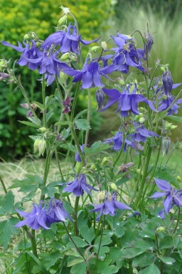 Aquilegia alpina