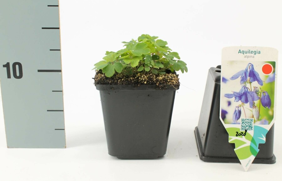 Alpenakelei Aquilegia alpina 5-10 Pot P9 Aquilegia alpina