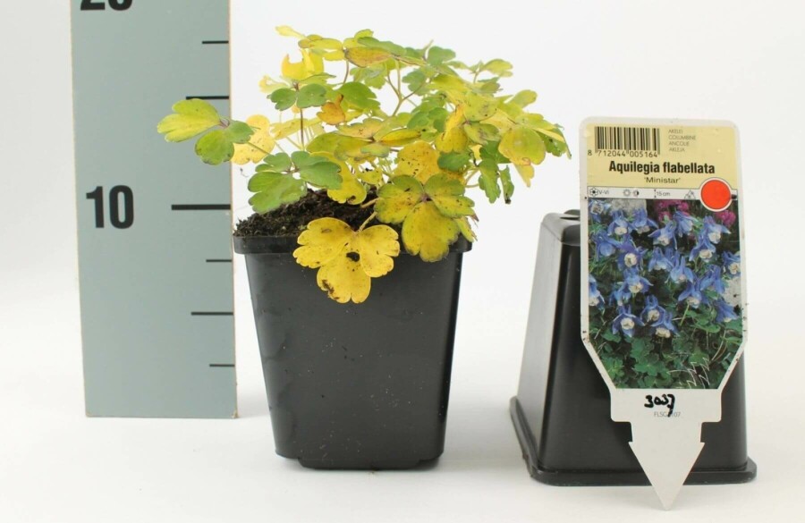 Akelei Aquilegia flabellata 'Ministar' 5-10 Pot P9 Aquilegia flabellata 'Ministar'