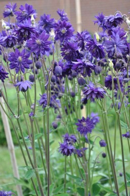 Akelei Aquilegia vulgaris 'Black Barlow' 5-10 Pot P9