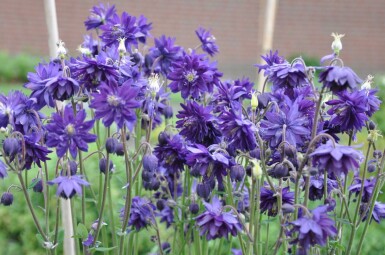 Akelei Aquilegia vulgaris 'Black Barlow' 5-10 Pot P9 Aquilegia vulgaris 'Black Barlow'