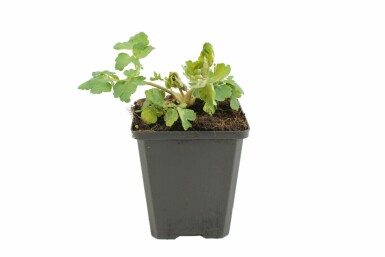 Akelei Aquilegia vulgaris 'Black Barlow' 5-10 Pot P9 Aquilegia vulgaris 'Black Barlow'