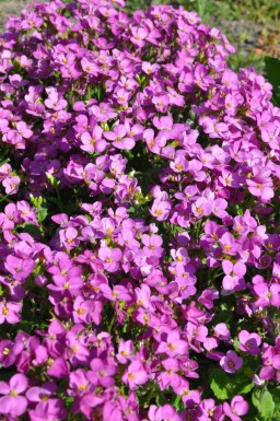 Rijstebrij Arabis caucasica 'Pinkie' 5-10 Pot P9 Arabis caucasica 'Pinkie'