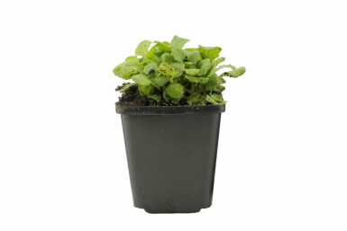 Rijstebrij Arabis caucasica 'Pinkie' 5-10 Pot P9 Arabis caucasica 'Pinkie'