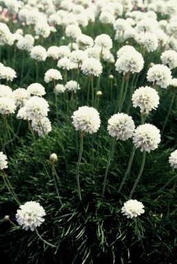 Engels gras Armeria maritima 'Alba' 5-10 Pot P9