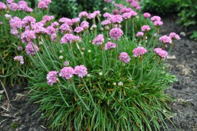 Engels gras Armeria maritima 'Splendens Perfecta' 5-10 Pot P9 Armeria maritima 'Splendens Perfecta'