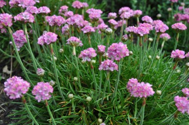 Engels gras Armeria maritima 'Splendens Perfecta' 5-10 Pot P9 Armeria maritima 'Splendens Perfecta'