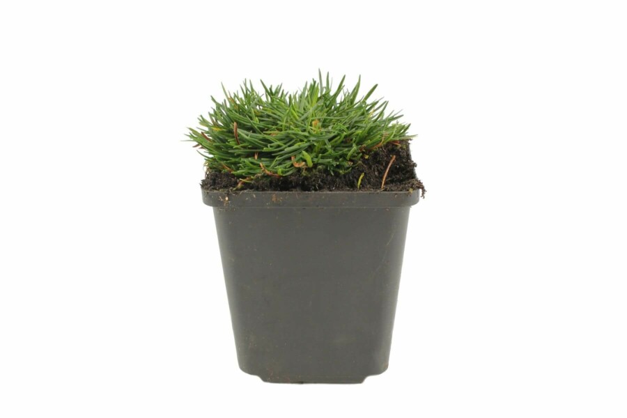 Engels gras Armeria maritima 'Splendens Perfecta' 5-10 Pot P9 Armeria maritima 'Splendens Perfecta'