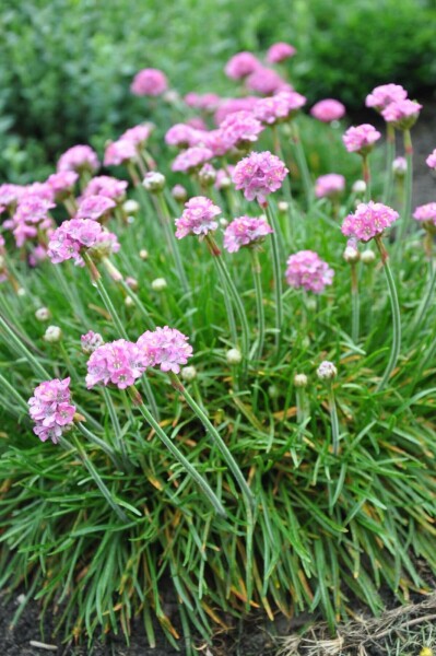 Engels gras Armeria maritima 'Splendens Perfecta' 5-10 Pot P9 Armeria maritima 'Splendens Perfecta'