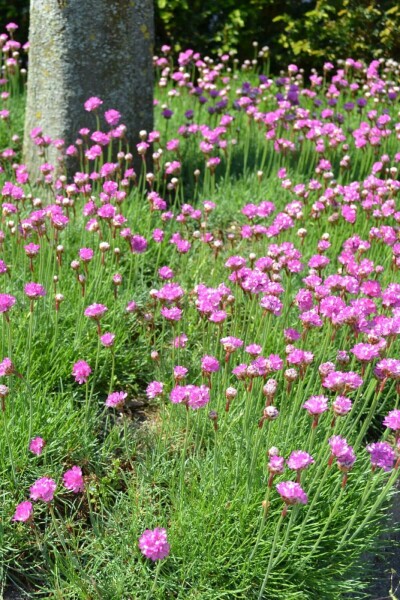 Engels gras Armeria maritima 'Splendens' 5-10 Pot P9 Armeria maritima 'Splendens'