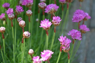 Engels gras Armeria maritima 'Splendens' 5-10 Pot P9 Armeria maritima 'Splendens'