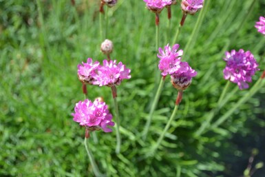Engels gras Armeria maritima 'Splendens' 5-10 Pot P9 Armeria maritima 'Splendens'