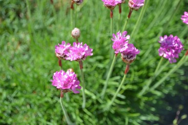 Engels gras Armeria maritima 'Splendens' 5-10 Pot P9