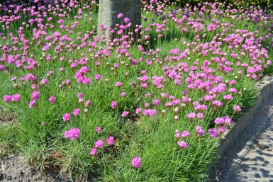 Engels gras Armeria maritima 'Splendens' 5-10 Pot P9 Armeria maritima 'Splendens'