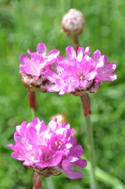 Engels gras Armeria maritima 'Splendens' 5-10 Pot P9 Armeria maritima 'Splendens'