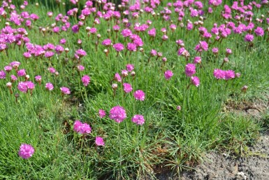 Engels gras Armeria maritima 'Splendens' 5-10 Pot P9 Armeria maritima 'Splendens'