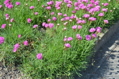Engels gras Armeria maritima 'Splendens' 5-10 Pot P9 Armeria maritima 'Splendens'