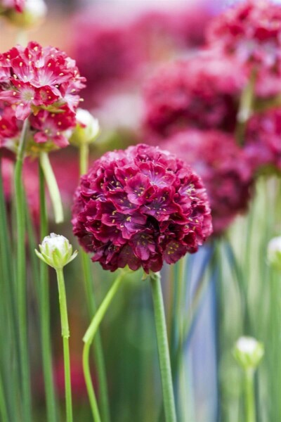 Engels gras Armeria pseudarmeria 'Ballerina Red' 5-10 Pot P9 Armeria pseudarmeria 'Ballerina Red'