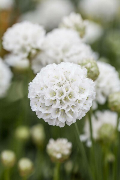 Engels gras Armeria pseudarmeria 'Ballerina White' 5-10 Pot P9 Armeria pseudarmeria 'Ballerina White'