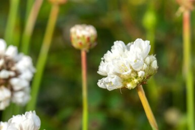 Engels gras Armeria pseudarmeria 'Ballerina White' 5-10 Pot P9 Armeria pseudarmeria 'Ballerina White'
