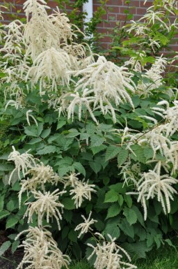 Geitenbaard Aruncus dioicus 5-10 Pot P9 Aruncus dioicus