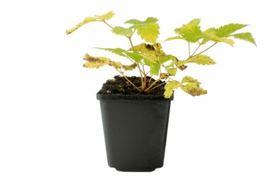Geitenbaard Aruncus dioicus 5-10 Pot P9 Aruncus dioicus