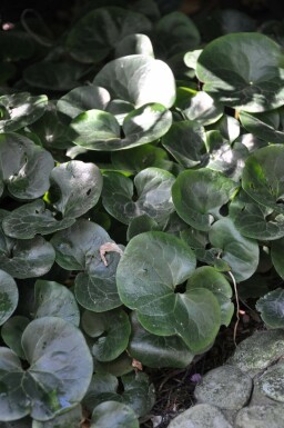 Mansoor Asarum europaeum 5-10 Pot P9 Asarum europaeum