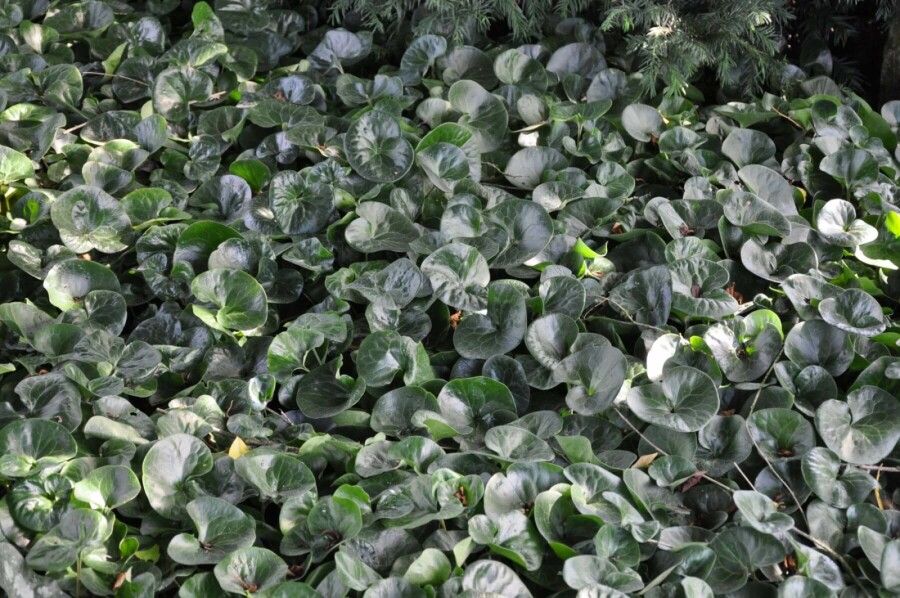 Mansoor Asarum europaeum 5-10 Pot P9 Asarum europaeum