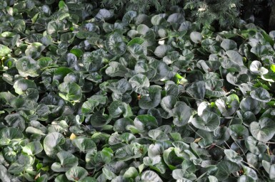 Mansoor Asarum europaeum 5-10 Pot P9