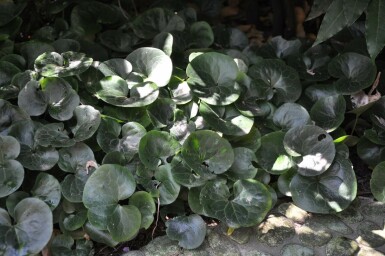 Mansoor Asarum europaeum 5-10 Pot P9 Asarum europaeum