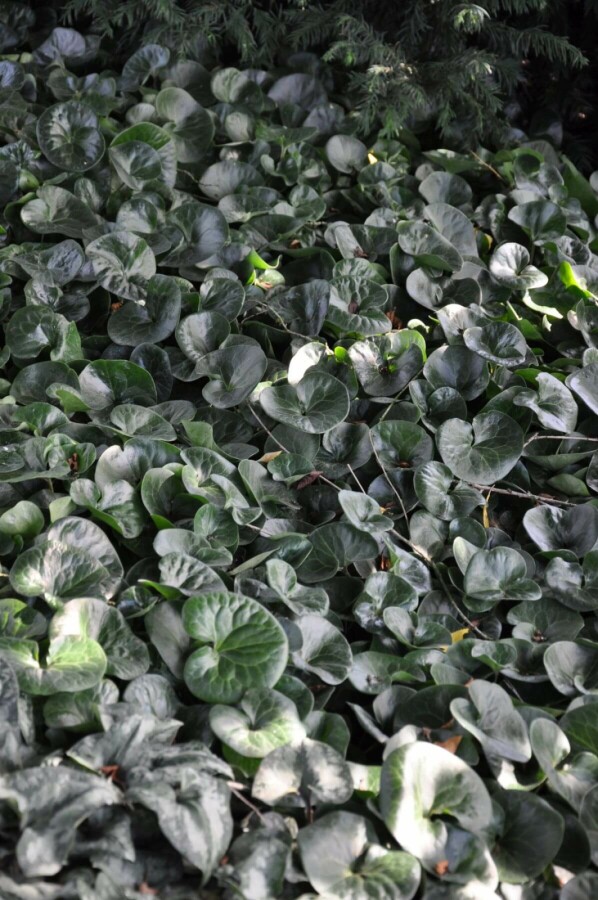 Mansoor Asarum europaeum 5-10 Pot P9 Asarum europaeum