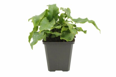 Tongvaren Asplenium scolopendrium 5-10 Pot P9 Asplenium scolopendrium