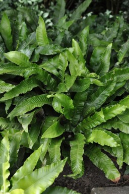 Tongvaren Asplenium scolopendrium 5-10 Pot P9 Asplenium scolopendrium