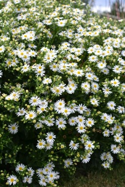 Herfstaster Aster ageratoides 'Ashvi' 5-10 Pot P9 Aster ageratoides 'Ashvi'