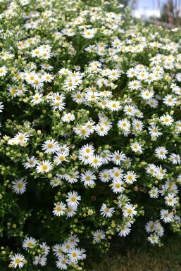 Herfstaster Aster ageratoides 'Ashvi' 5-10 Pot P9