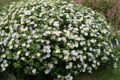 Herfstaster Aster ageratoides 'Ashvi' 5-10 Pot P9 Aster ageratoides 'Ashvi'