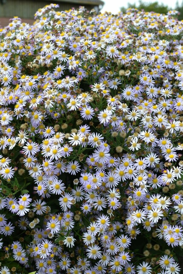 Herfstaster Aster ageratoides 'Asran' 5-10 Pot P9 Aster ageratoides 'Asran'