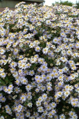 Herfstaster Aster ageratoides 'Asran' 5-10 Pot P9 Aster ageratoides 'Asran'