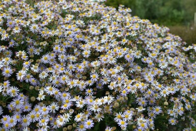 Herfstaster Aster ageratoides 'Asran' 5-10 Pot P9 Aster ageratoides 'Asran'
