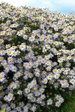 Herfstaster Aster ageratoides 'Asran' 5-10 Pot P9