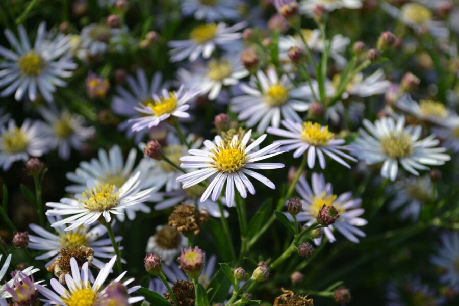 Herfstaster Aster ageratoides 'Asran' 5-10 Pot P9 Aster ageratoides 'Asran'