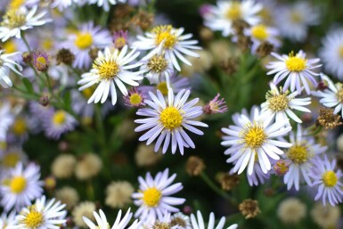 Herfstaster Aster ageratoides 'Asran' 5-10 Pot P9 Aster ageratoides 'Asran'