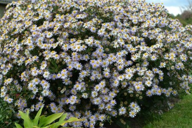 Herfstaster Aster ageratoides 'Asran' 5-10 Pot P9 Aster ageratoides 'Asran'