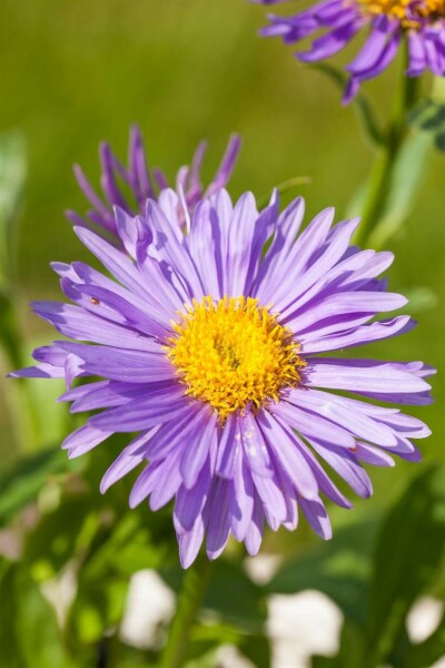 Alpenaster Aster alpinus 5-10 Pot P9 Aster alpinus