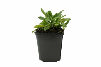 Alpenaster Aster alpinus 5-10 Pot P9 Aster alpinus