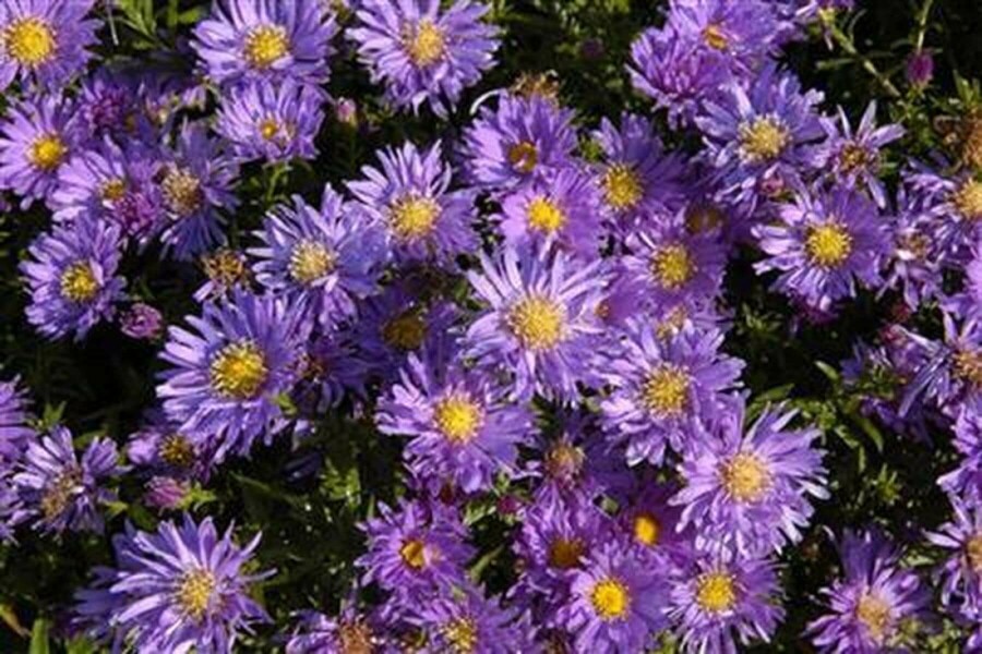 Alpenaster Aster alpinus 5-10 Pot P9 Aster alpinus