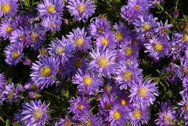 Alpenaster Aster alpinus 5-10 Pot P9 Aster alpinus